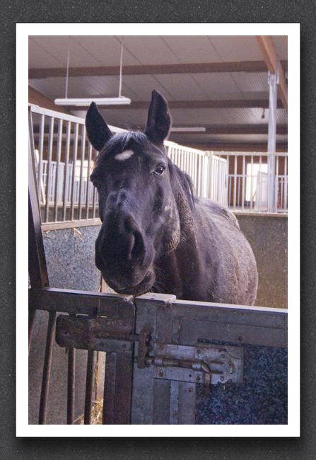 reitsport_MAR0037_1