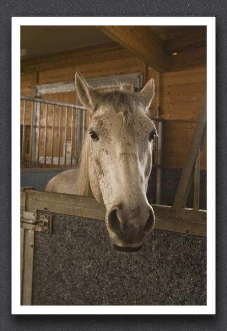 reitsport_MAR0062_1